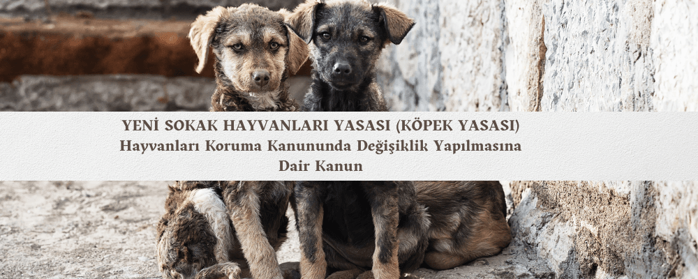 Yeni Sokak Hayvanları Yasası Yürürlüğe Girdi - 56